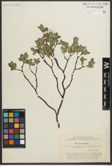 Foto von Salix myrsinites L.